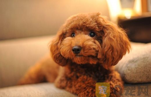 狗狗體外驅蟲多久可以洗澡？這些你不能忽略